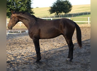 Deutsches Sportpferd, Wallach, 3 Jahre, 168 cm, Schwarzbrauner