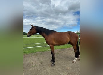Deutsches Sportpferd, Wallach, 3 Jahre, 169 cm, Brauner