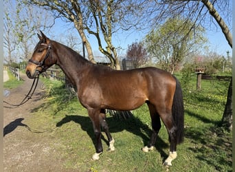 Deutsches Sportpferd, Wallach, 3 Jahre, 169 cm, Brauner