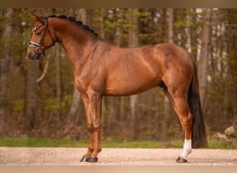 Deutsches Sportpferd, Wallach, 3 Jahre, 169 cm, Dunkelfuchs