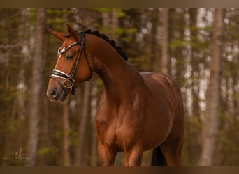 Deutsches Sportpferd, Wallach, 3 Jahre, 169 cm, Dunkelfuchs