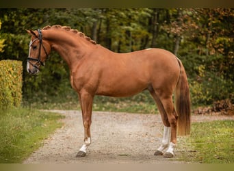 Deutsches Sportpferd, Wallach, 3 Jahre, 169 cm, Fuchs