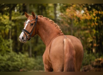 Deutsches Sportpferd, Wallach, 3 Jahre, 169 cm, Fuchs