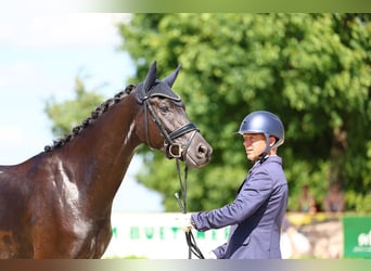 Deutsches Sportpferd, Wallach, 3 Jahre, 169 cm, Rappe