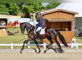Deutsches Sportpferd, Wallach, 3 Jahre, 169 cm, Rappe