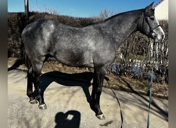 Deutsches Sportpferd, Wallach, 3 Jahre, 169 cm, Schimmel