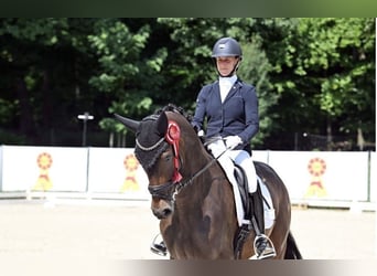 Deutsches Sportpferd, Wallach, 3 Jahre, 170 cm, Brauner