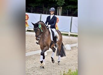 Deutsches Sportpferd, Wallach, 3 Jahre, 170 cm, Brauner