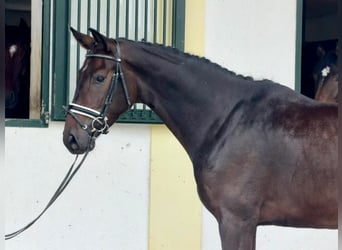 Deutsches Sportpferd, Wallach, 3 Jahre, 170 cm, Brauner