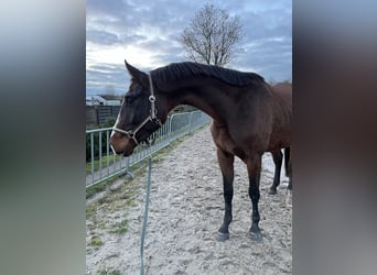 Deutsches Sportpferd, Wallach, 3 Jahre, 170 cm, Brauner