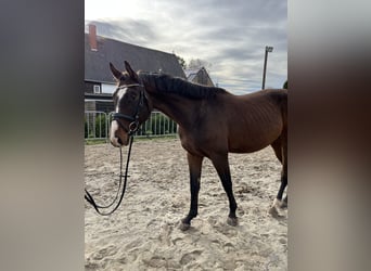 Deutsches Sportpferd, Wallach, 3 Jahre, 170 cm, Brauner