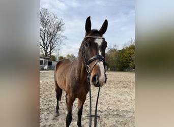 Deutsches Sportpferd, Wallach, 3 Jahre, 170 cm, Brauner