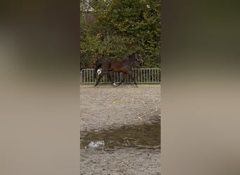 Deutsches Sportpferd, Wallach, 3 Jahre, 170 cm, Brauner