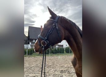 Deutsches Sportpferd, Wallach, 3 Jahre, 170 cm, Brauner