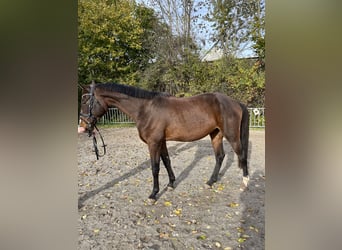 Deutsches Sportpferd, Wallach, 3 Jahre, 170 cm, Brauner