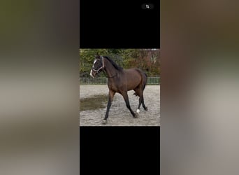 Deutsches Sportpferd, Wallach, 3 Jahre, 170 cm, Brauner