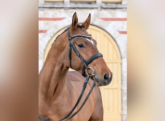 Deutsches Sportpferd, Wallach, 3 Jahre, 170 cm, Brauner
