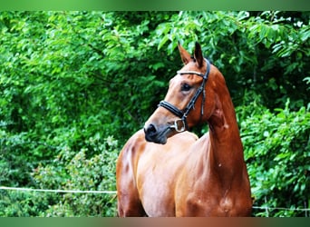 Deutsches Sportpferd, Wallach, 3 Jahre, 170 cm, Brauner