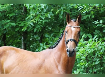 Deutsches Sportpferd, Wallach, 3 Jahre, 170 cm, Brauner