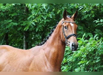 Deutsches Sportpferd, Wallach, 3 Jahre, 170 cm, Brauner
