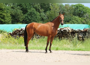 Deutsches Sportpferd, Wallach, 3 Jahre, 170 cm, Brauner