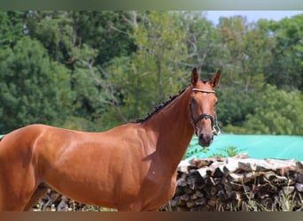 Deutsches Sportpferd, Wallach, 3 Jahre, 170 cm, Brauner