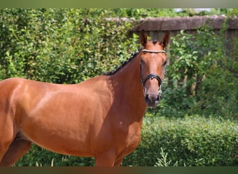 Deutsches Sportpferd, Wallach, 3 Jahre, 170 cm, Brauner
