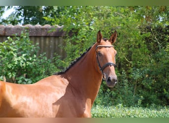 Deutsches Sportpferd, Wallach, 3 Jahre, 170 cm, Brauner