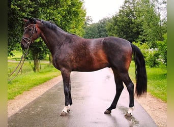 Deutsches Sportpferd, Wallach, 3 Jahre, 170 cm, Dunkelbrauner