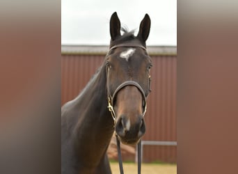 Deutsches Sportpferd, Wallach, 3 Jahre, 170 cm, Dunkelbrauner Deutsches Sportpferd, Wallach, 3 Jahre, 170 cm, Dunkelbrauner