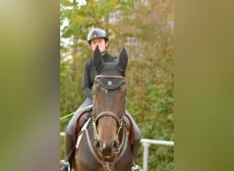 Deutsches Sportpferd, Wallach, 3 Jahre, 170 cm, Dunkelbrauner Deutsches Sportpferd, Wallach, 3 Jahre, 170 cm, Dunkelbrauner