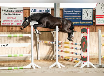 Deutsches Sportpferd, Wallach, 3 Jahre, 170 cm, Dunkelbrauner