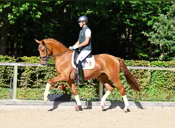 Deutsches Sportpferd, Wallach, 3 Jahre, 170 cm, Fuchs