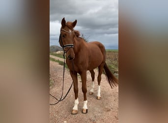 Deutsches Sportpferd, Wallach, 3 Jahre, 170 cm, Fuchs
