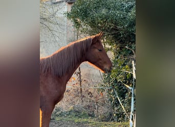 Deutsches Sportpferd, Wallach, 3 Jahre, 170 cm, Fuchs