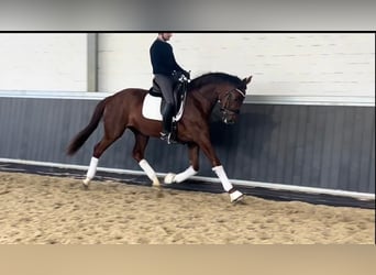 Deutsches Sportpferd, Wallach, 3 Jahre, 170 cm, Fuchs