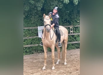 Deutsches Sportpferd, Wallach, 3 Jahre, 170 cm, Palomino