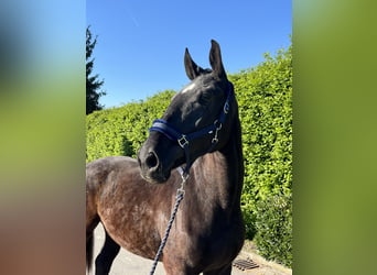 Deutsches Sportpferd, Wallach, 3 Jahre, 170 cm, Rappe