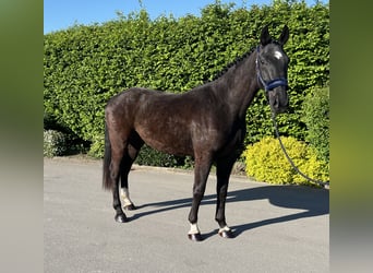 Deutsches Sportpferd, Wallach, 3 Jahre, 170 cm, Rappe