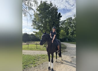 Deutsches Sportpferd, Wallach, 3 Jahre, 170 cm, Rappe