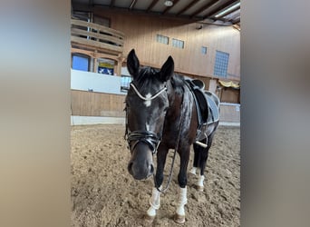 Deutsches Sportpferd, Wallach, 3 Jahre, 170 cm, Rappe