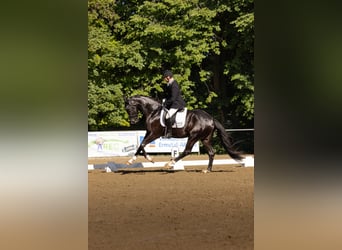 Deutsches Sportpferd, Wallach, 3 Jahre, 170 cm, Rappe