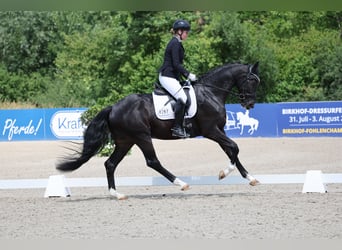 Deutsches Sportpferd, Wallach, 3 Jahre, 170 cm, Rappe