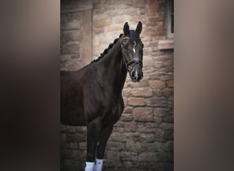 Deutsches Sportpferd, Wallach, 3 Jahre, 171 cm, Dunkelfuchs