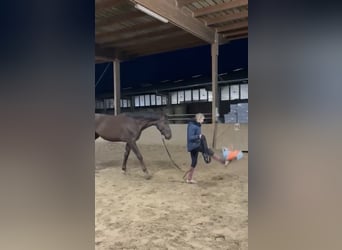 Deutsches Sportpferd, Wallach, 3 Jahre, 171 cm, Dunkelfuchs