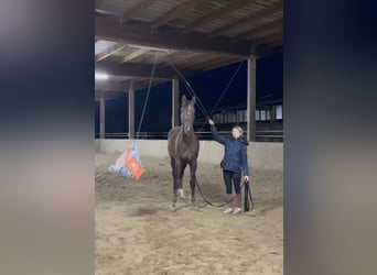 Deutsches Sportpferd, Wallach, 3 Jahre, 171 cm, Dunkelfuchs