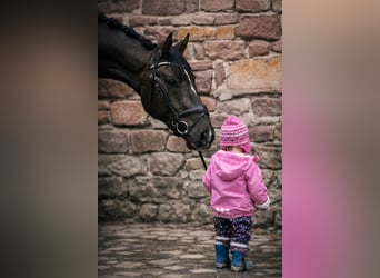 Deutsches Sportpferd, Wallach, 3 Jahre, 171 cm, Dunkelfuchs