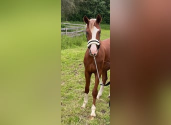 Deutsches Sportpferd, Wallach, 3 Jahre, 171 cm, Fuchs