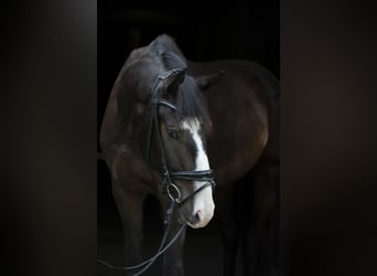 Deutsches Sportpferd, Wallach, 3 Jahre, 172 cm, Brauner