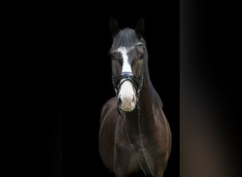 Deutsches Sportpferd, Wallach, 3 Jahre, 172 cm, Brauner